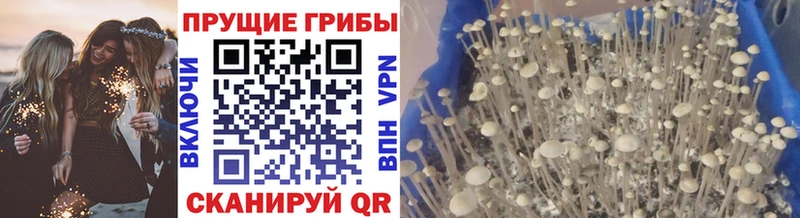 Псилоцибиновые грибы GOLDEN TEACHER  KRAKEN зеркало  Северо-Курильск  купить наркотики сайты 